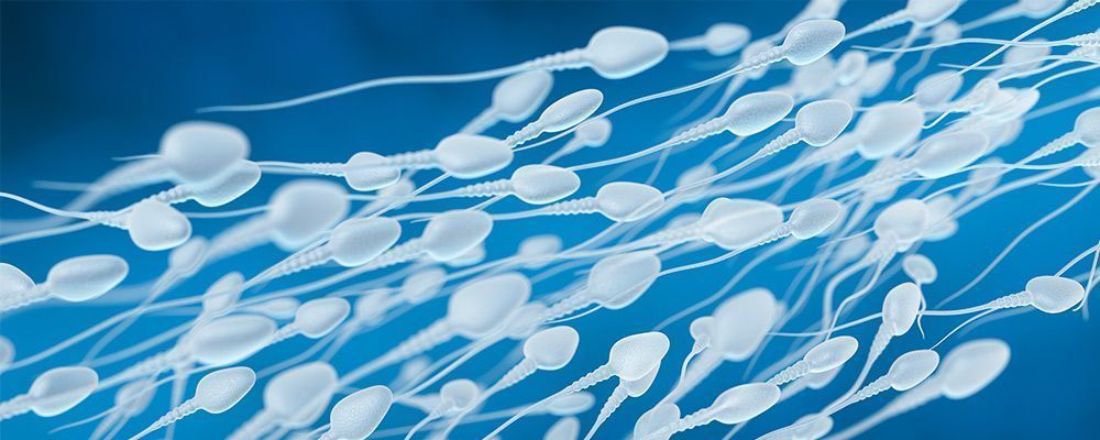 espermatozoides inseminación artificial