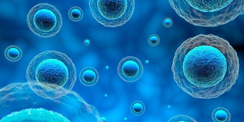 Fecundación in Vitro